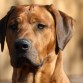 http://listadoderazasdeperrosygatos.blogspot.com/2015/02/raza-rhodesian-ridgeback.html